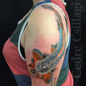 koi realistic color