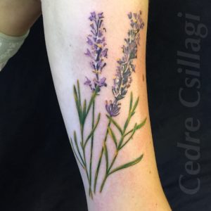 lavender botanical duplication