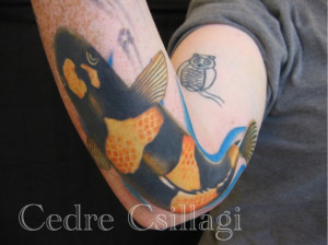 fish koi arm swim fauna