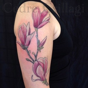 magnolias color sleeve flower branch