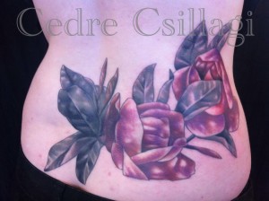 magnolia, leaves, color, botanical